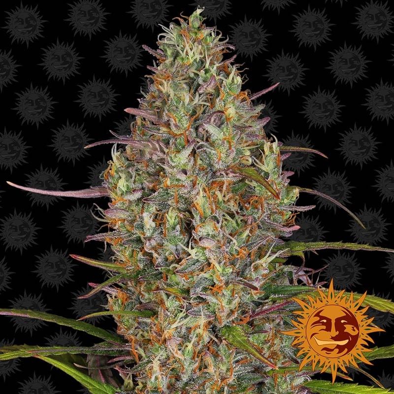 เมล็ด Glue Gelato Auto (ออโต้)