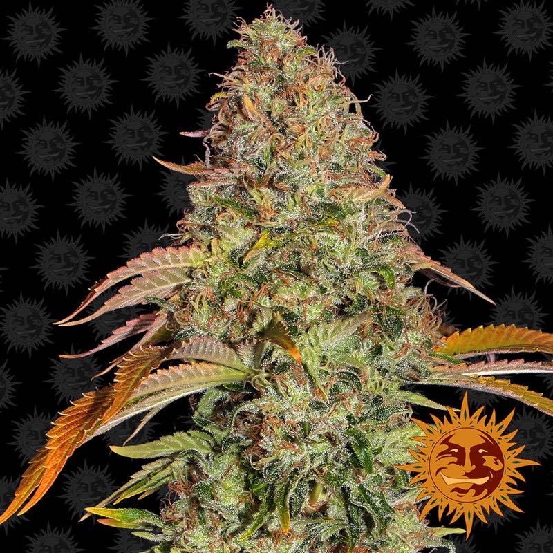 เมล็ด Zkittlez OG Auto (ออโต้)
