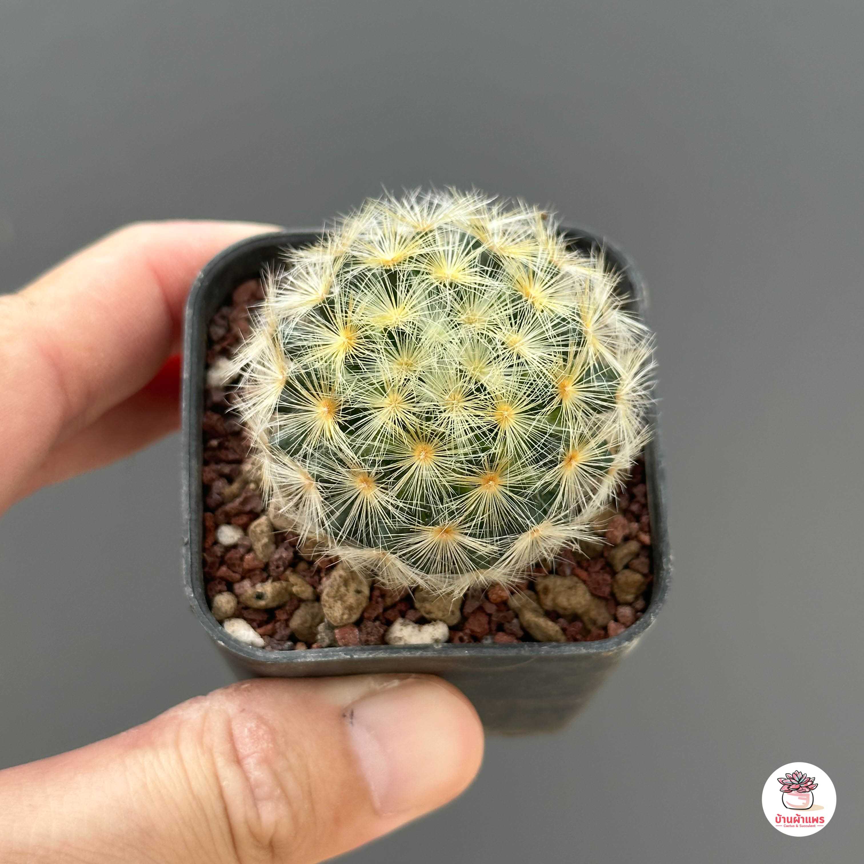แมมมิลาเรีย คามิเน่เหลืองดอกขาว Mammillaria carmenae แคคตัส กระบองเพชร cactus&succulent