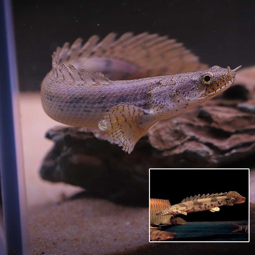 บิเชียแองโชกี้ (Polypterus Ansorgii) จำนวน 1ตัว ไซส์ประมาณ 12cm.