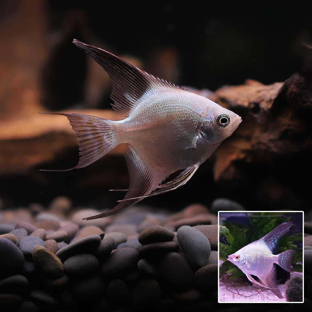 ปลาเทวดาบัลแกเรีย (Bulgarian Green Seal Point Angelfish) ขายเซทละ 2ตัว ไซส์ประมาณ 2.5cm.