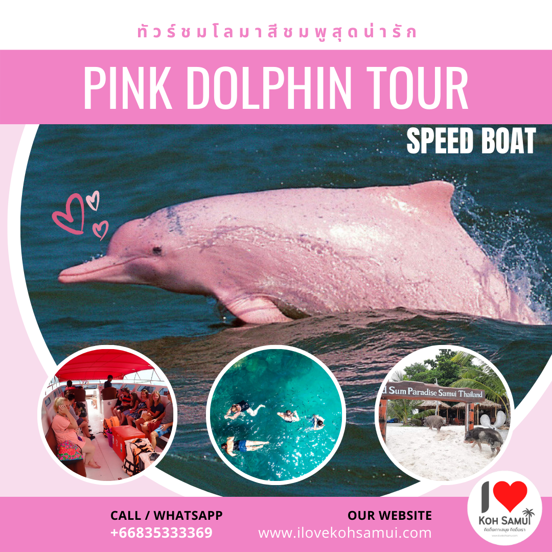 Pink Dolphin Tour ทัวร์โลมาขนอม + เกาะมัดสุม เกาะแตน Speed boat สมุย