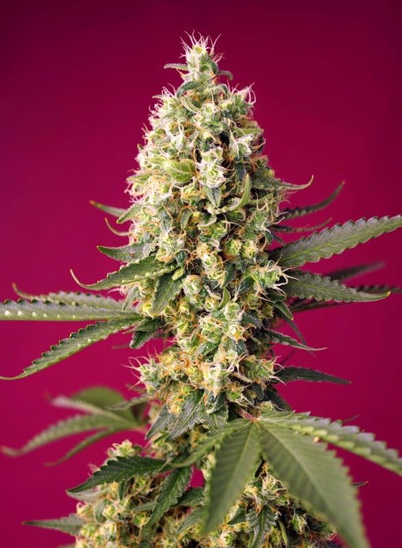 เมล็ด Skywalker OG Runtz XL Auto (ออโต้)
