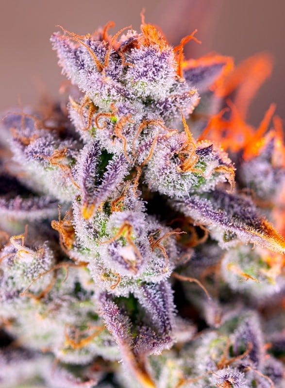 เมล็ด Tropicanna Poison XL Auto (ออโต้)