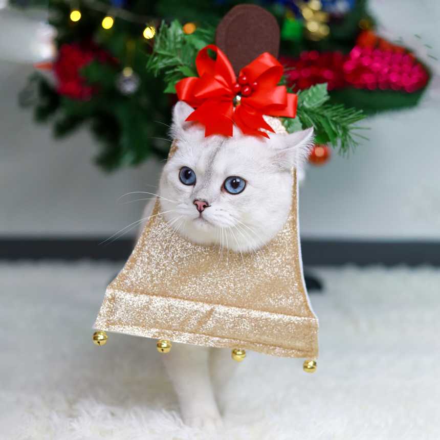 xmas collection - ชุดคอสตูมระฆัง จิงเกอร์เบล