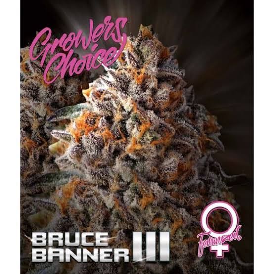 เมล็ด Bruce Banner III Auto (ออโต้)