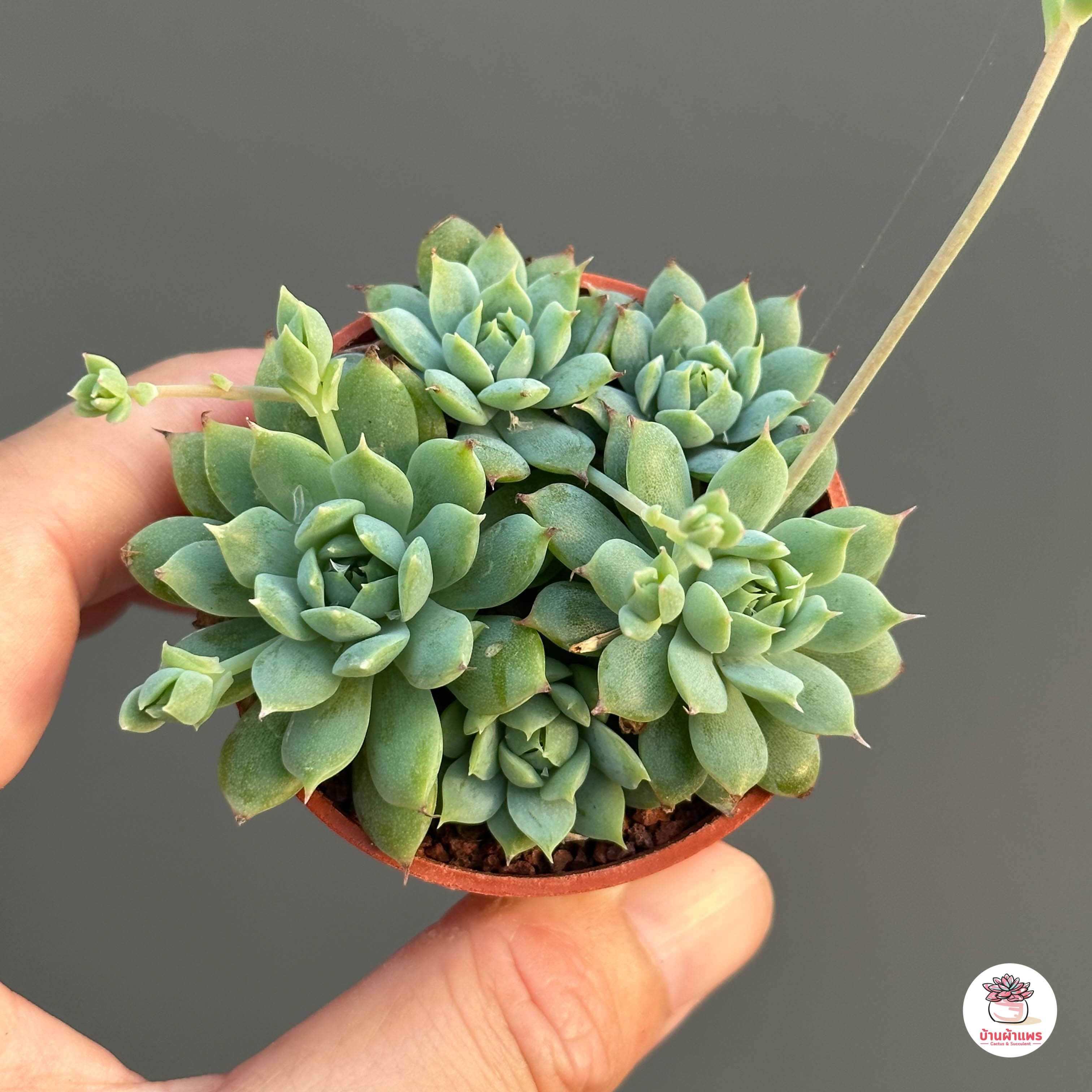 Graptopetalum Macdougallii ไม้อวบน้ำ กุหลาบหิน Cactus&Succulentหลากหลายสายพันธุ์