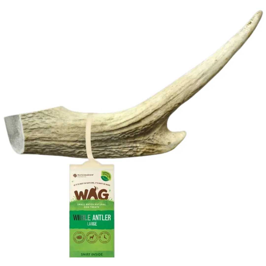 Whole LARGE Antler 