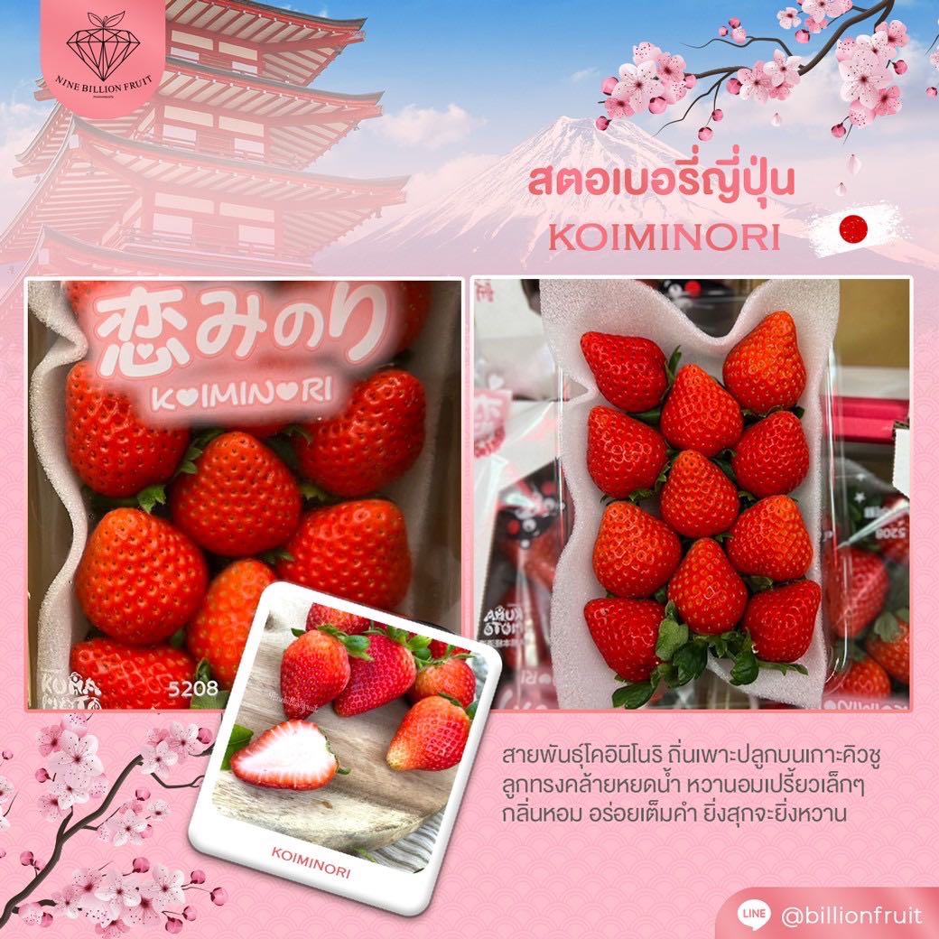 สตอว์เบอร์รี่ สายพันธุ์ โคอินิโนริ (Koiminori)🍓