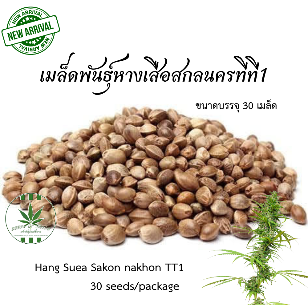 เมล็ดพันธุ์หางเสือสกลนครTT1 (Hang Suea Sakon nakhon TT1) 