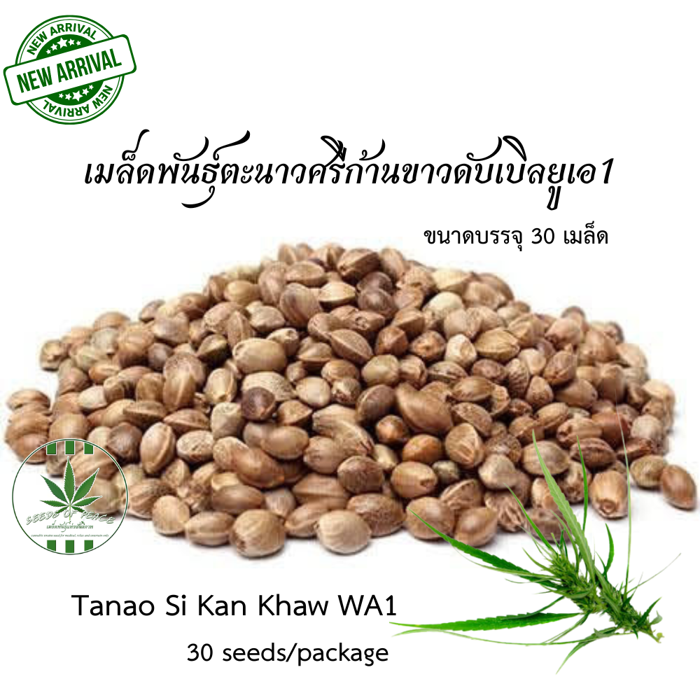 เมล็ดพันธุ์ตนาวศรีก้านขาวWA1 (Tanao Si Kan Khaw WA1)