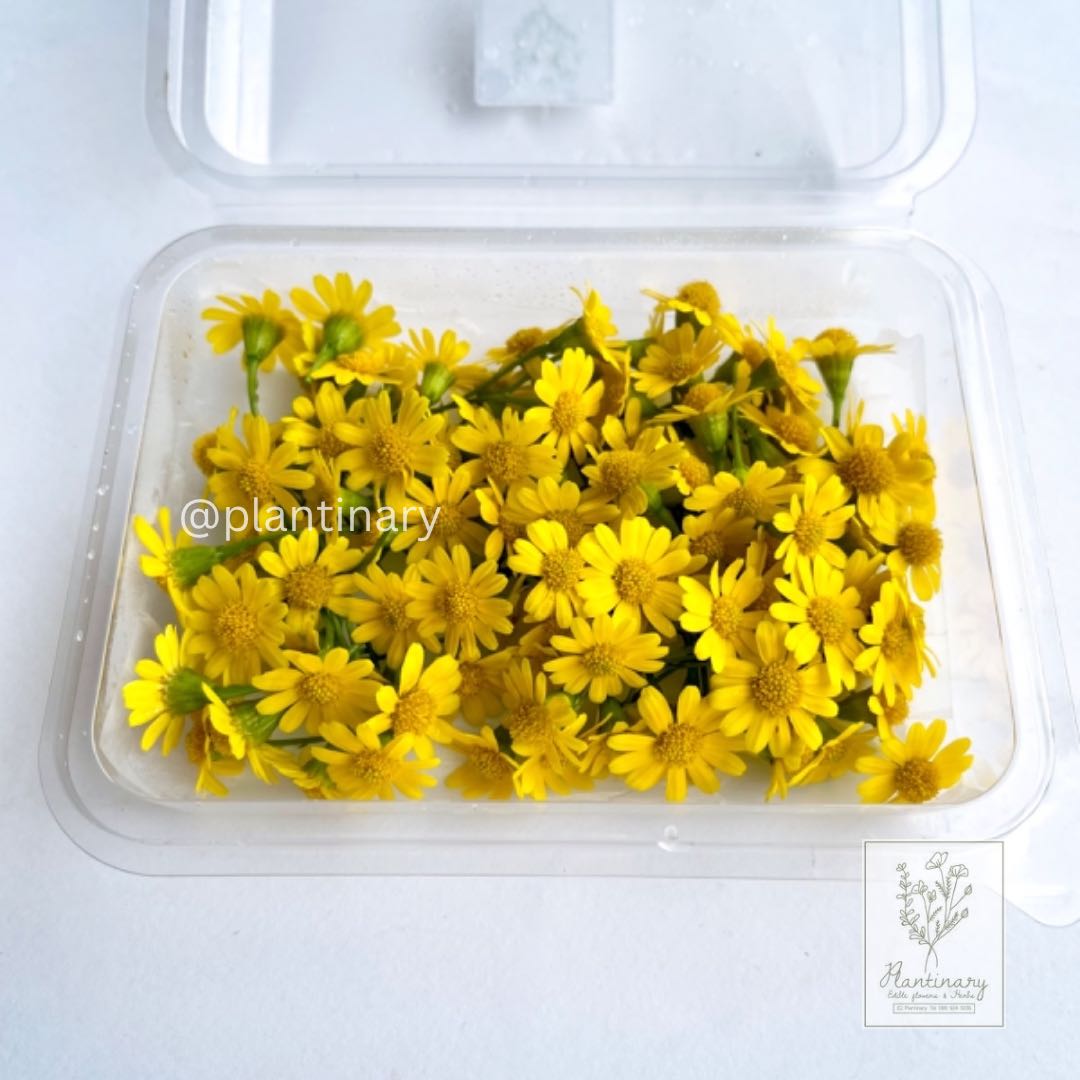 Yellow Daisy (Dahlberg Daisy) 