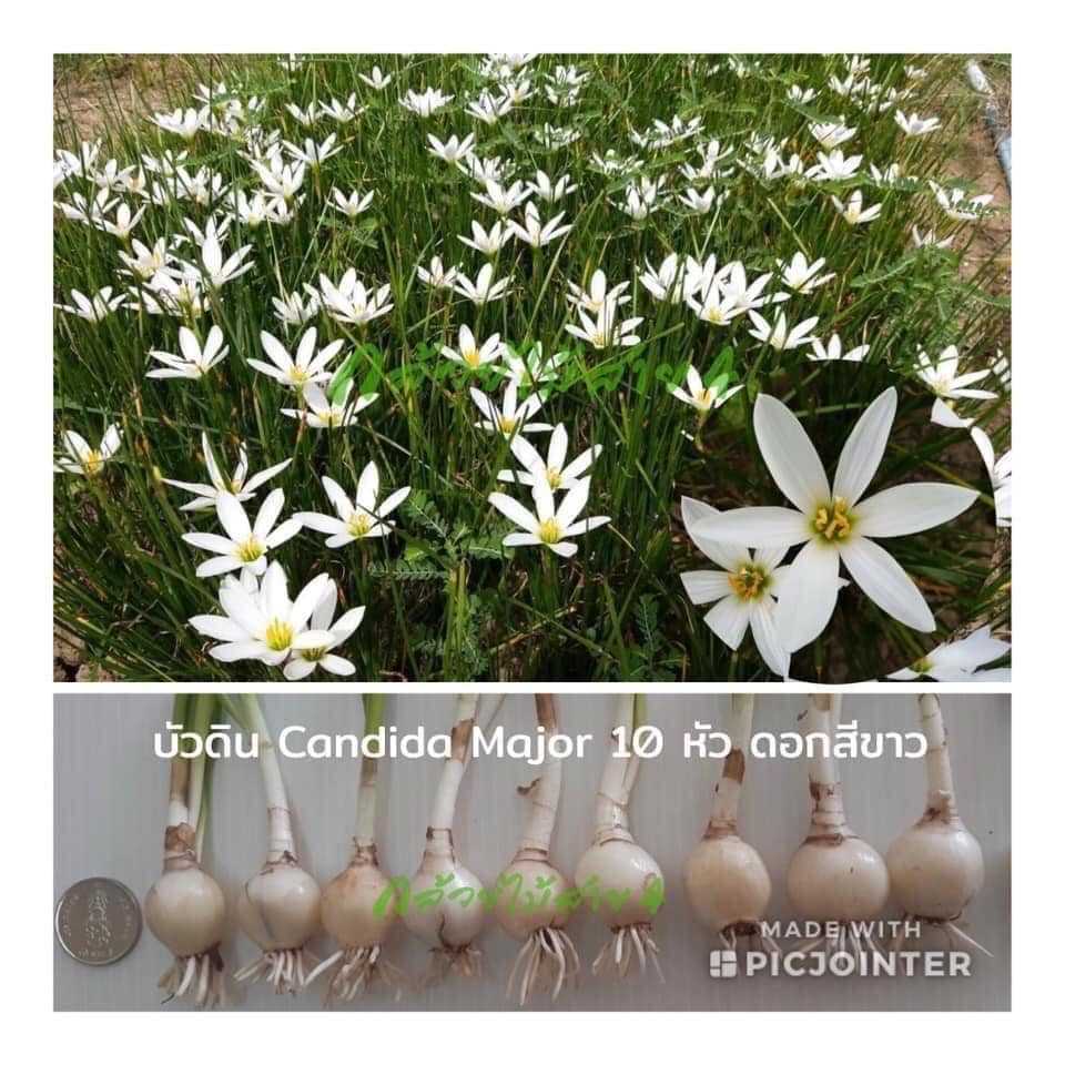 บัวดิน แคนดิดา เมเจอร์ (Candida Major) ดอกบัวดินสีขาว 10 หัว