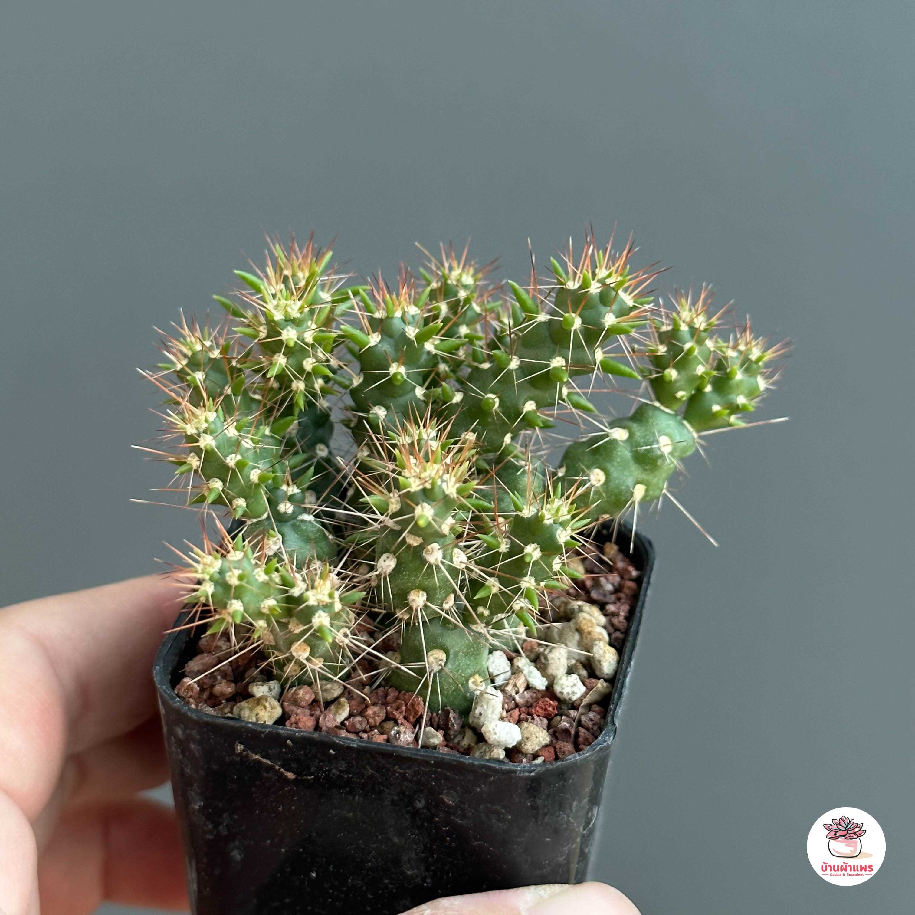 หนามดูด Cylindropuntia fulgida แคคตัส กระบองเพชร cactus&succulent