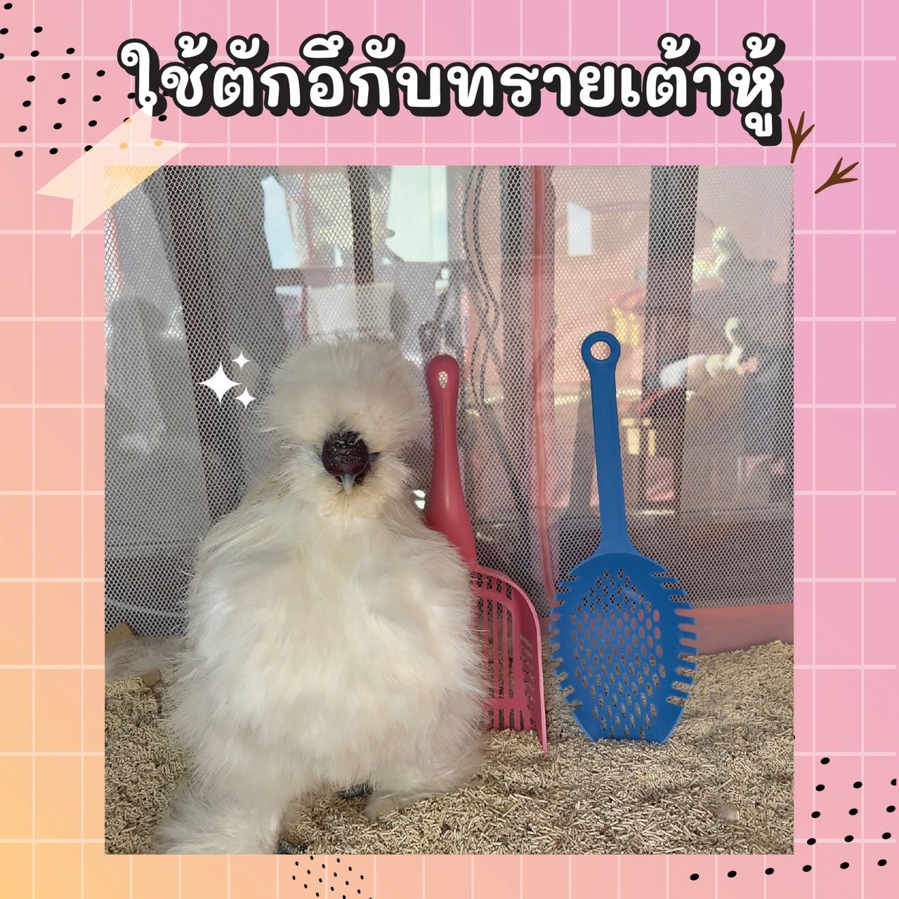 ที่ตักทรายสำหรับไก่ซิลกี้