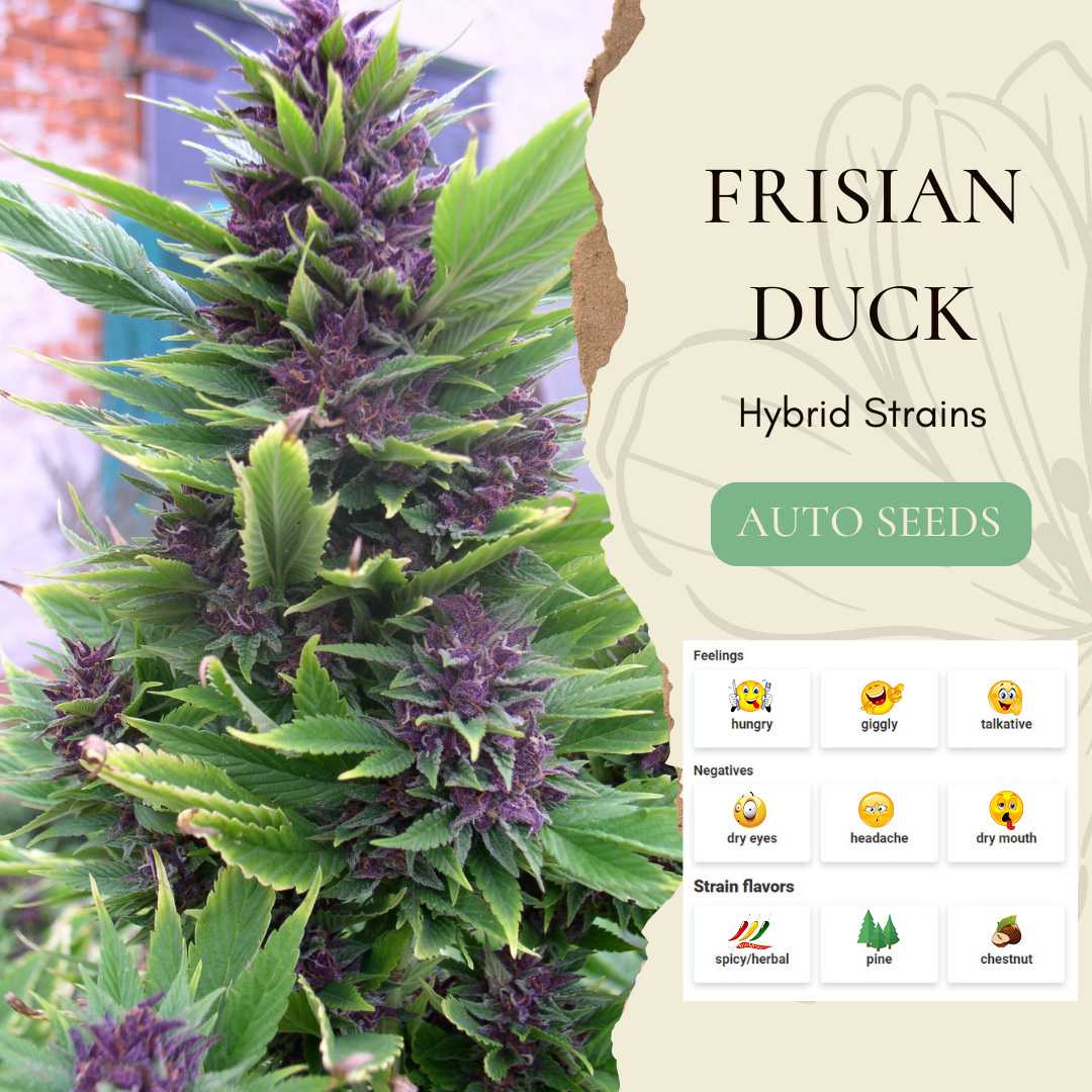 FrisianDuck