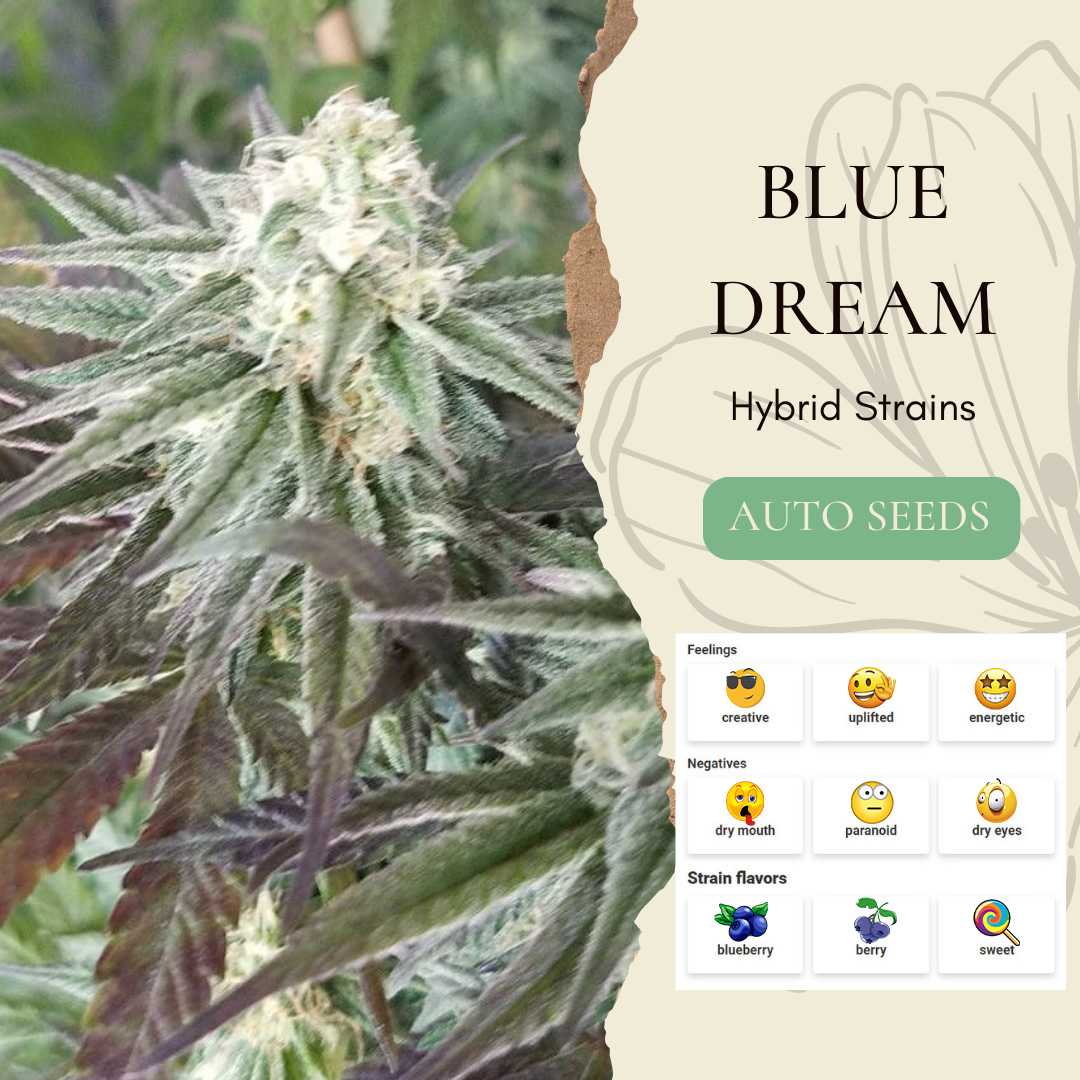 BlueDeam