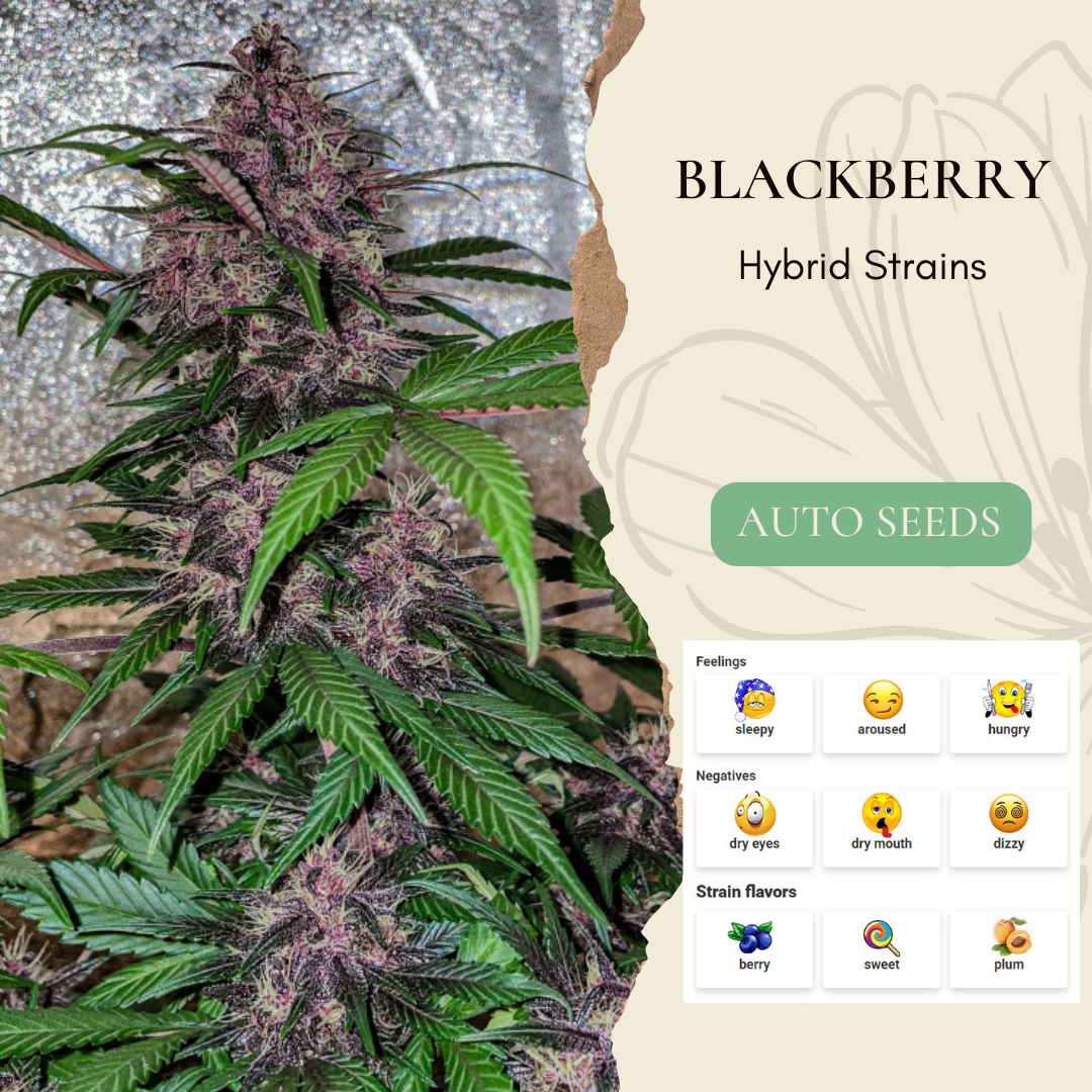 Blackberry