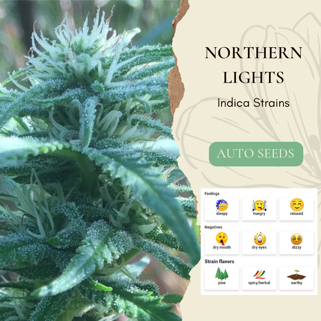 Northern Lights