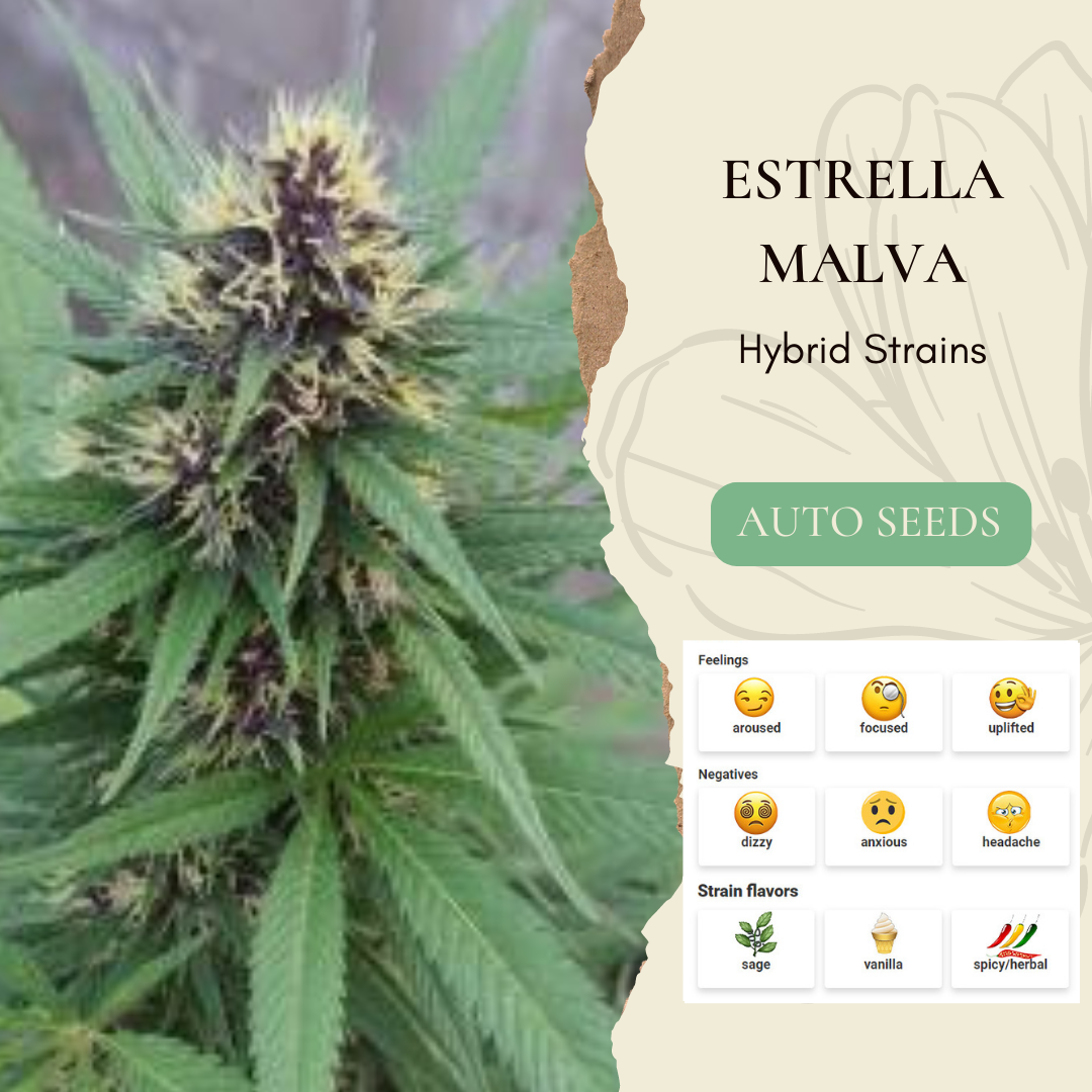Estrella Malva