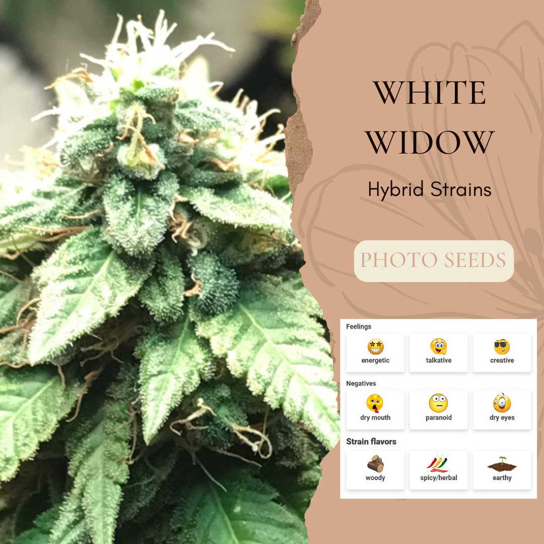 WhiteWindow