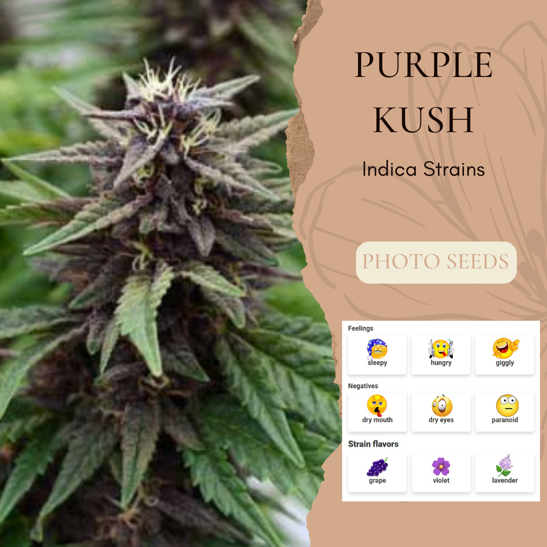 PurpleKush