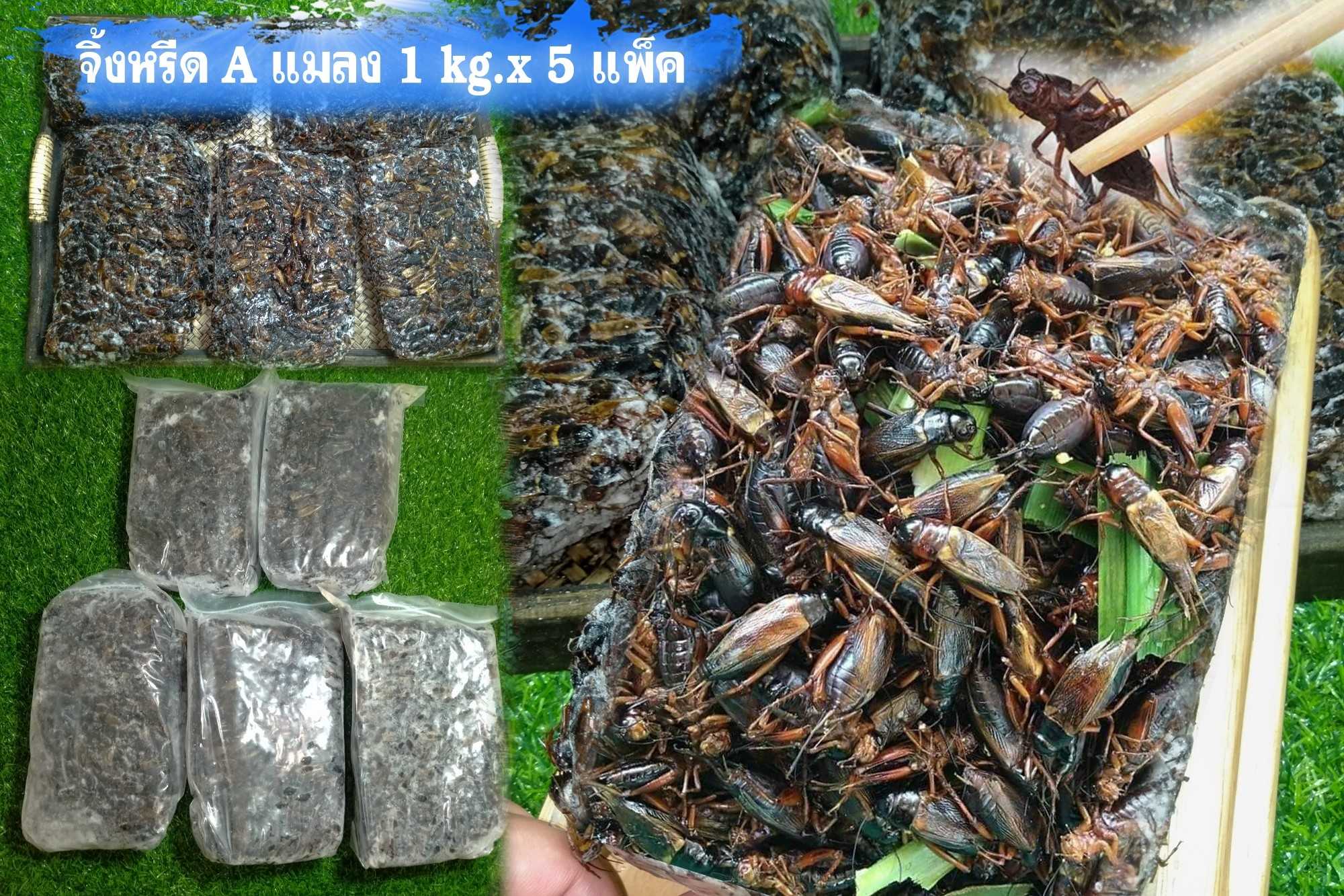 จิ้งหรีด 1kg/แพ็ค x 5แพ็ค/หิ้ว แมลง (ส่ง 5+ 117 บาท) (ส่ง 20+ 115 บาท)