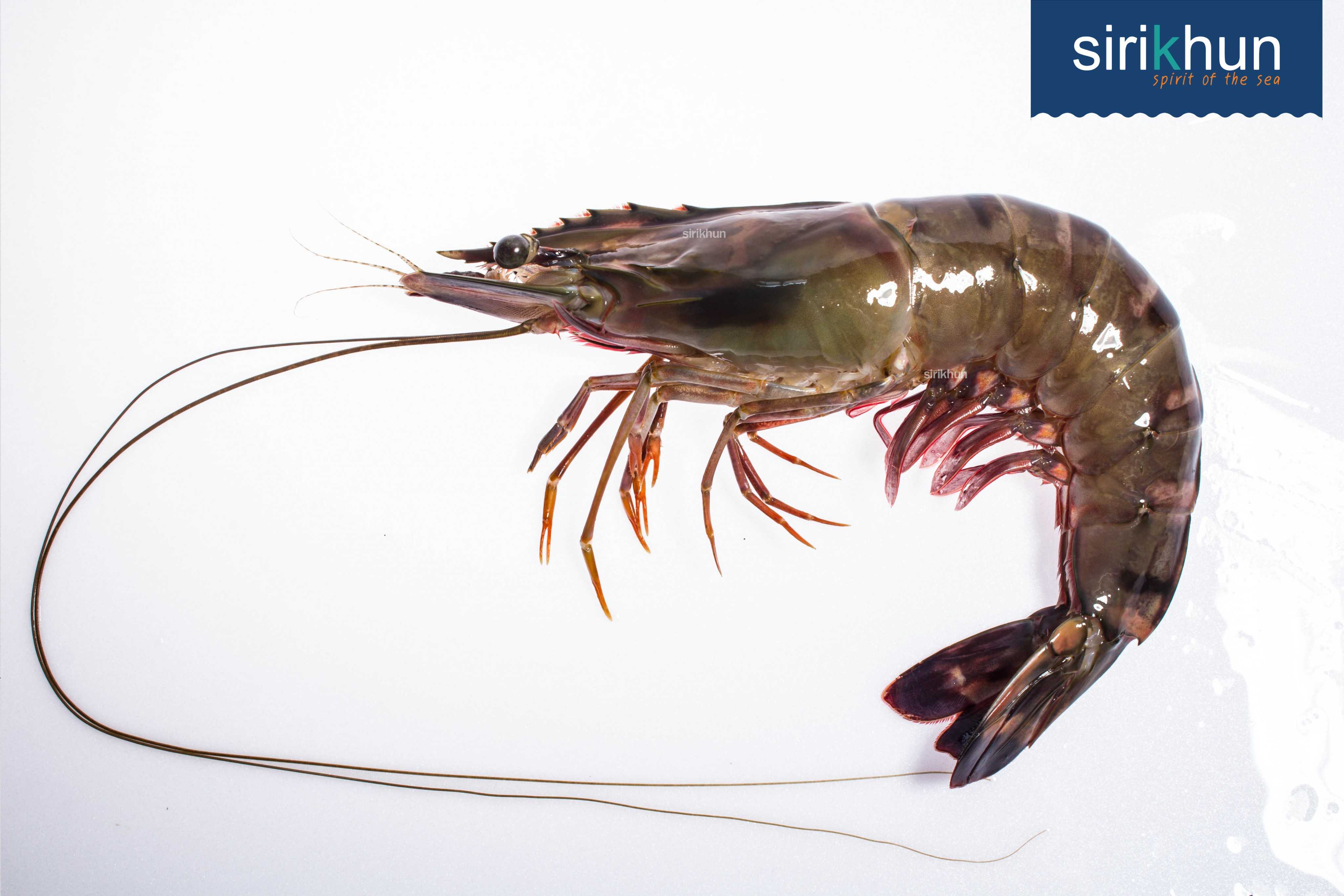 กุ้งกุลาดำ (41-50 ตัว/kg)