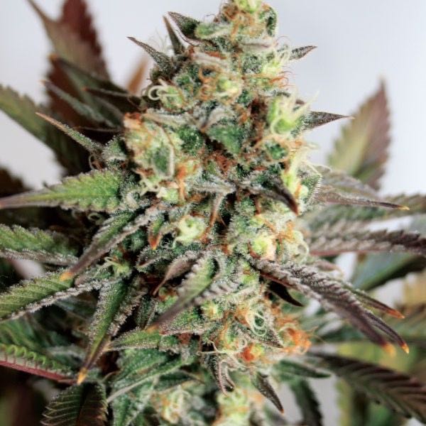 เมล็ด Girl Scout Cookies (โฟโต้)