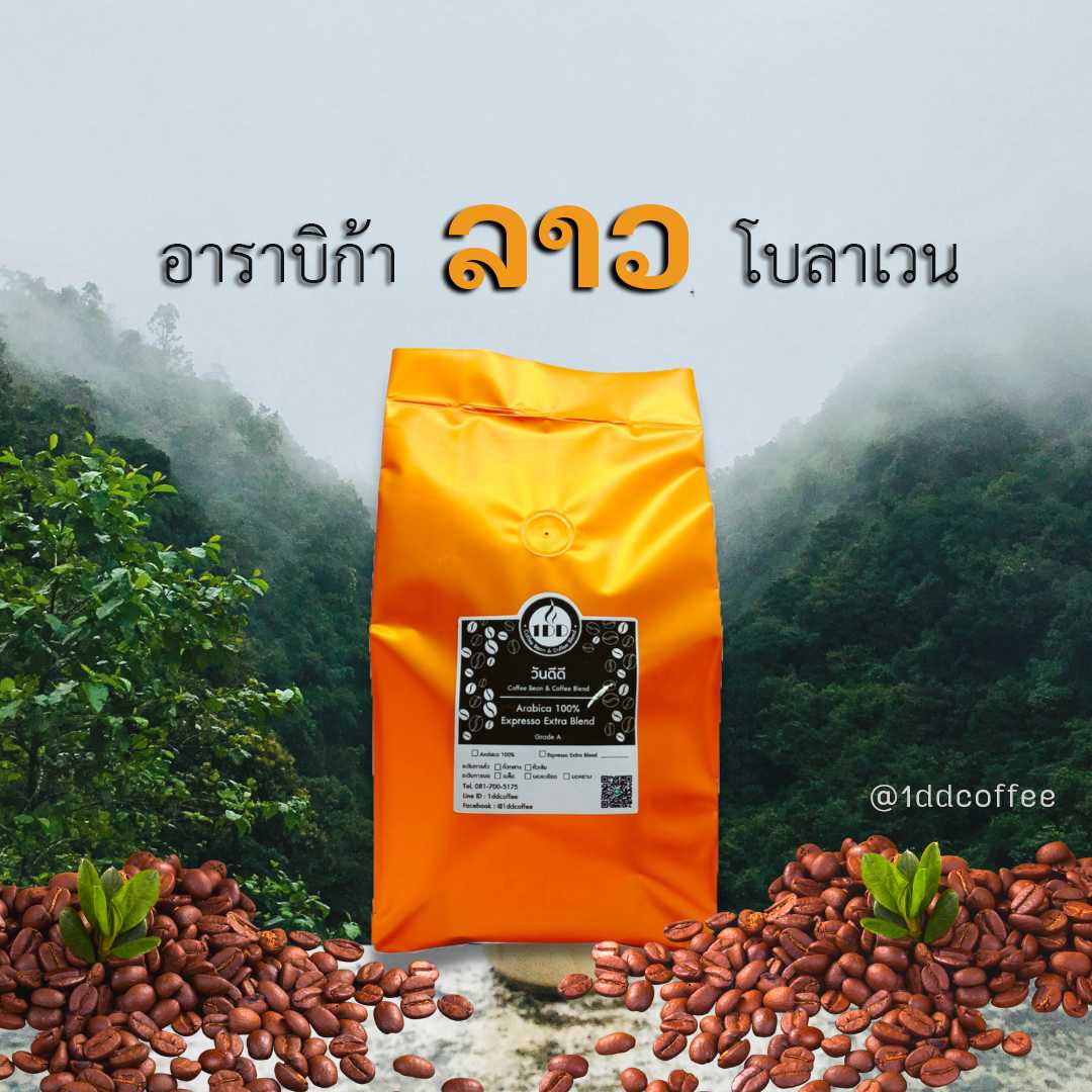 1DD Coffee Bean เมล็ดกาแฟคัดอาราบิก้าลาว Arabica Laos Bolavens