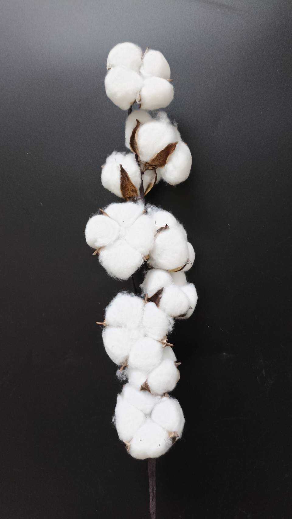 ฝ้ายแห้ง (ยาว)