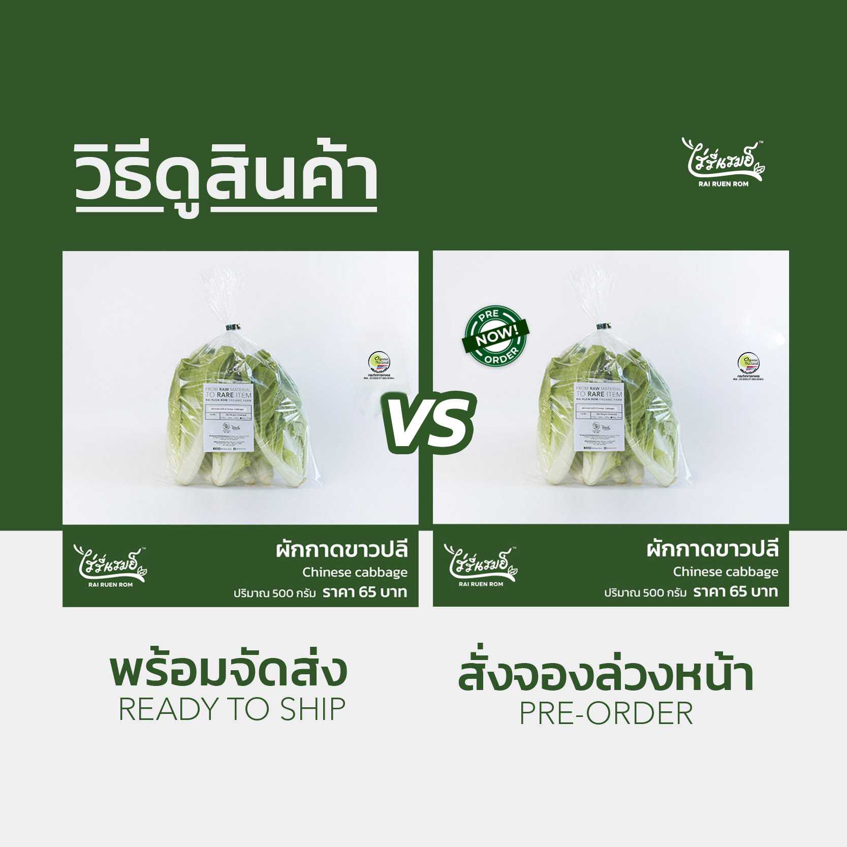 ผักกาดขาวปลี : Chinese Cabbage