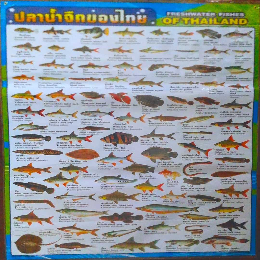ปลาน้ำจืดของไทย Thai freshwater fish