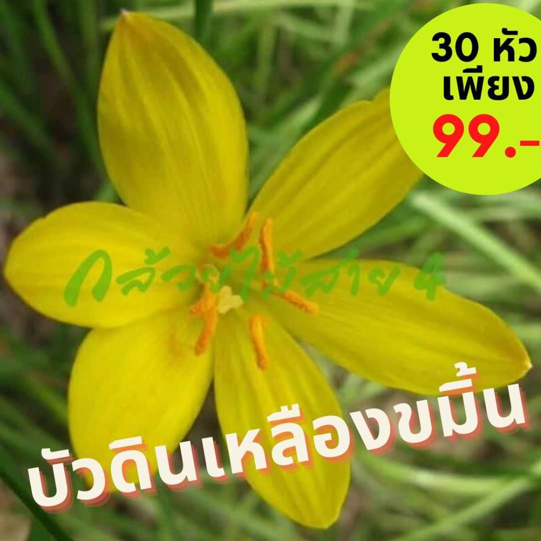 บัวดินเหลืองขมิ้น (Z.Citrina) ดอกสีเหลือง 30 หัว