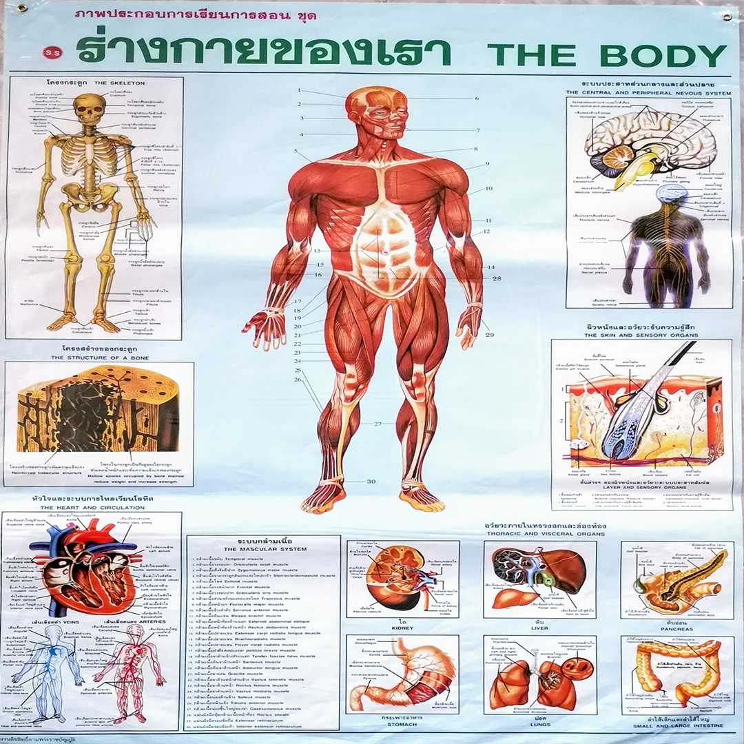 โปสเตอร์ ร่างกายของเรา The Body