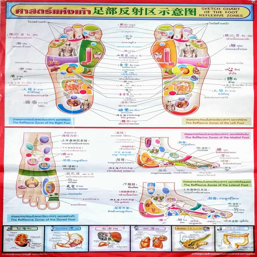 โปสเตอร์ ศาสตร์แห่งเท้า สีแดง Foot Knowledge