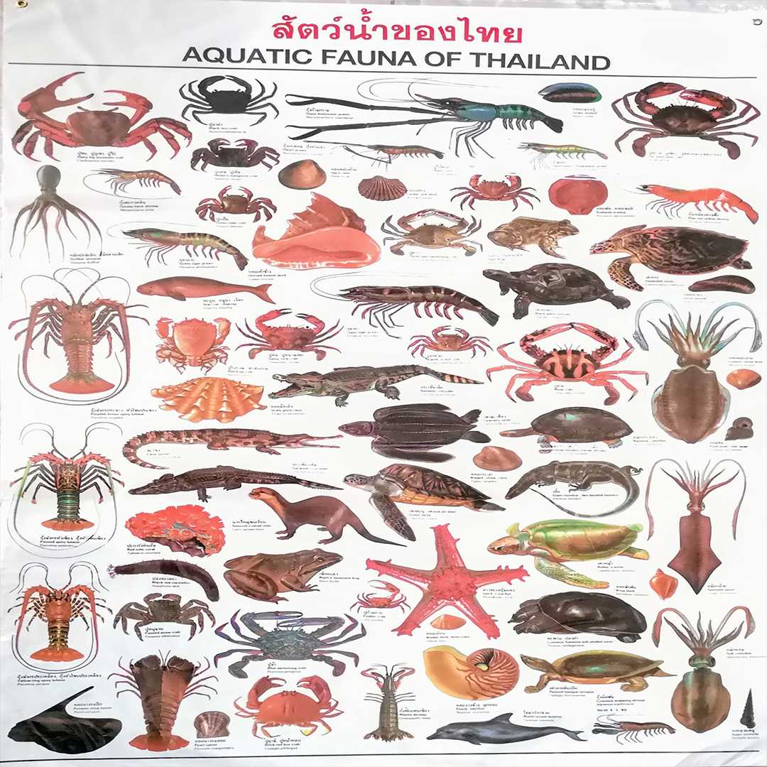 โปสเตอร์ สัตว์น้ำของไทย ขาว Aquatic animals of thailand
