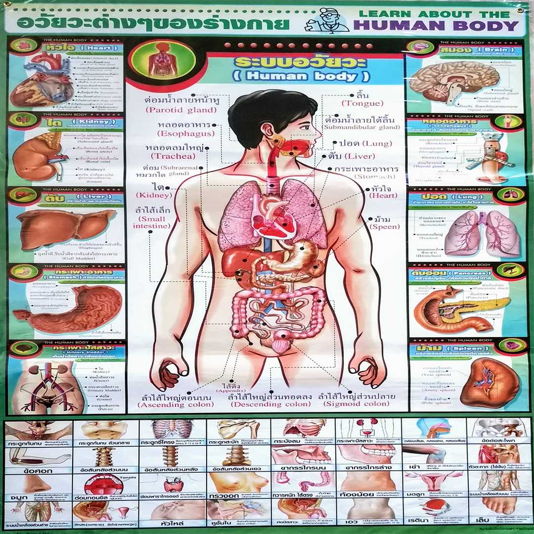 โปสเตอร์ อวัยวะต่างๆของร่างกาย เขียว Body organs