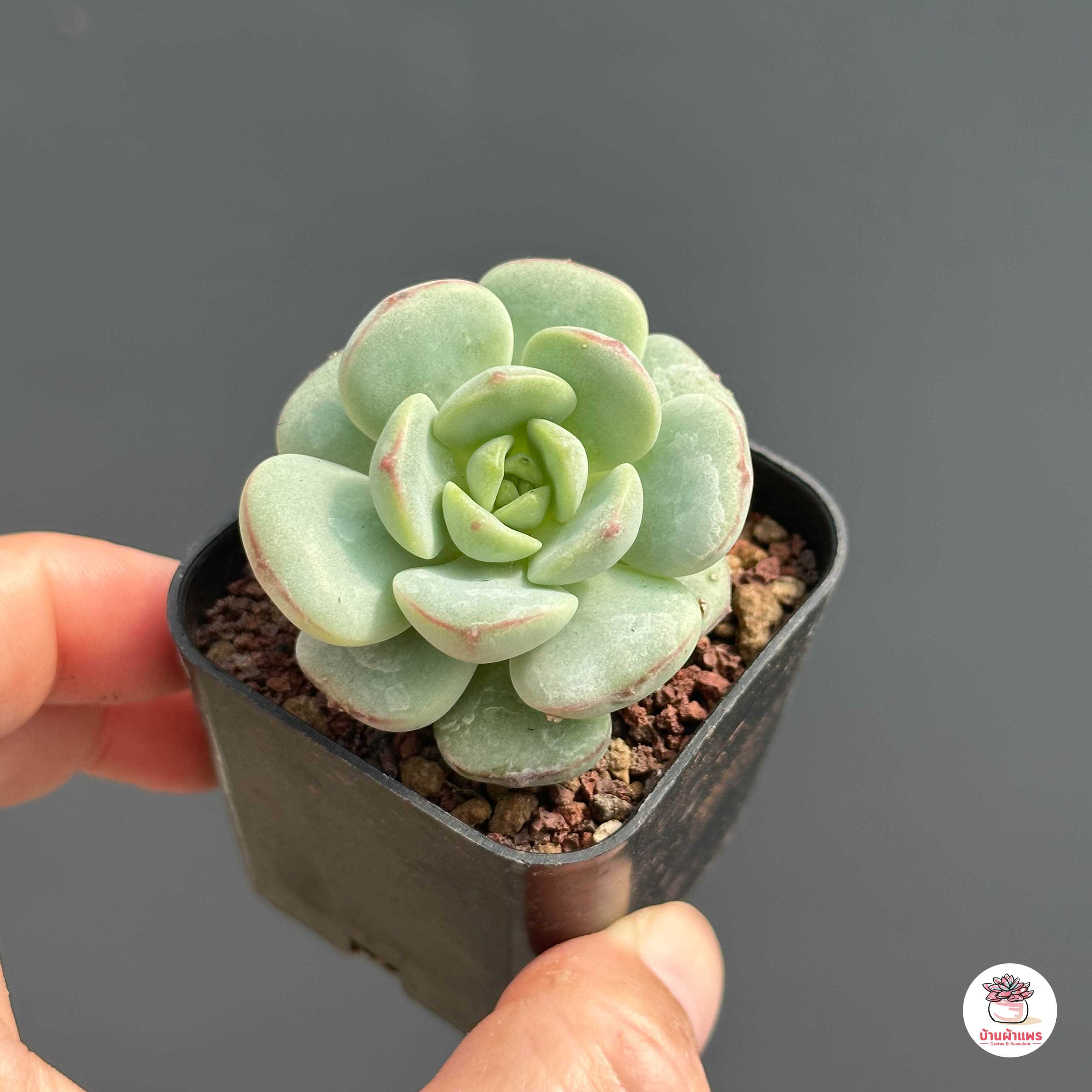 Sedeveria Pudgy ไม้อวบน้ำ กุหลาบหิน cactus&succulentหลากหลายสายพันธุ์
