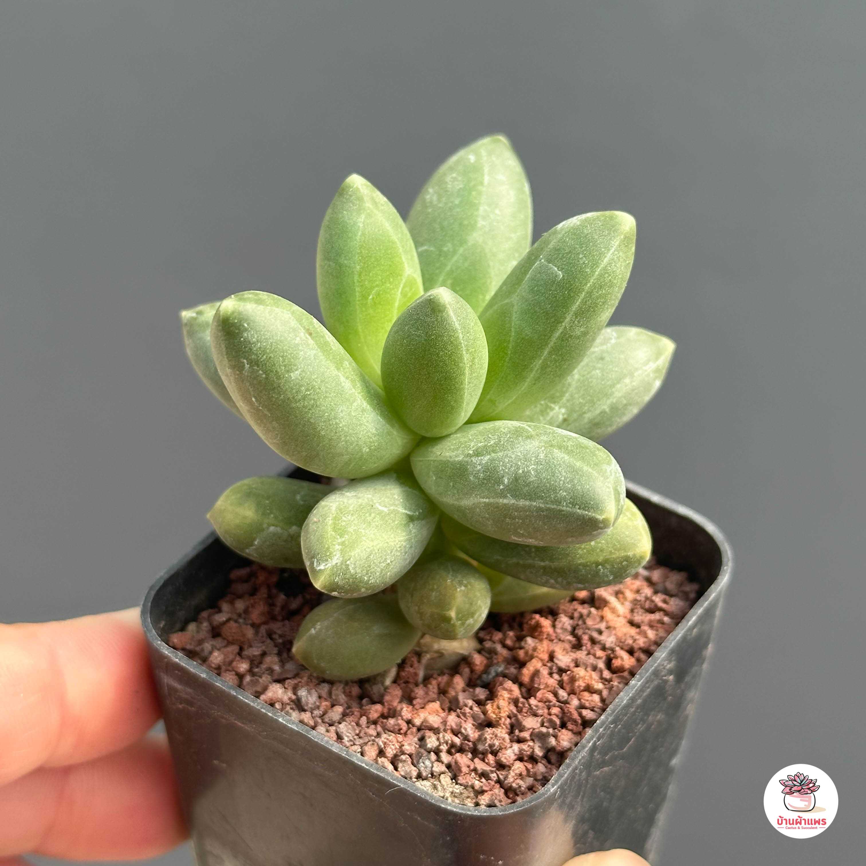 Pachyphytum Compactum ไม้อวบน้ำ กุหลาบหิน cactus&succulentหลากหลายสายพันธุ์