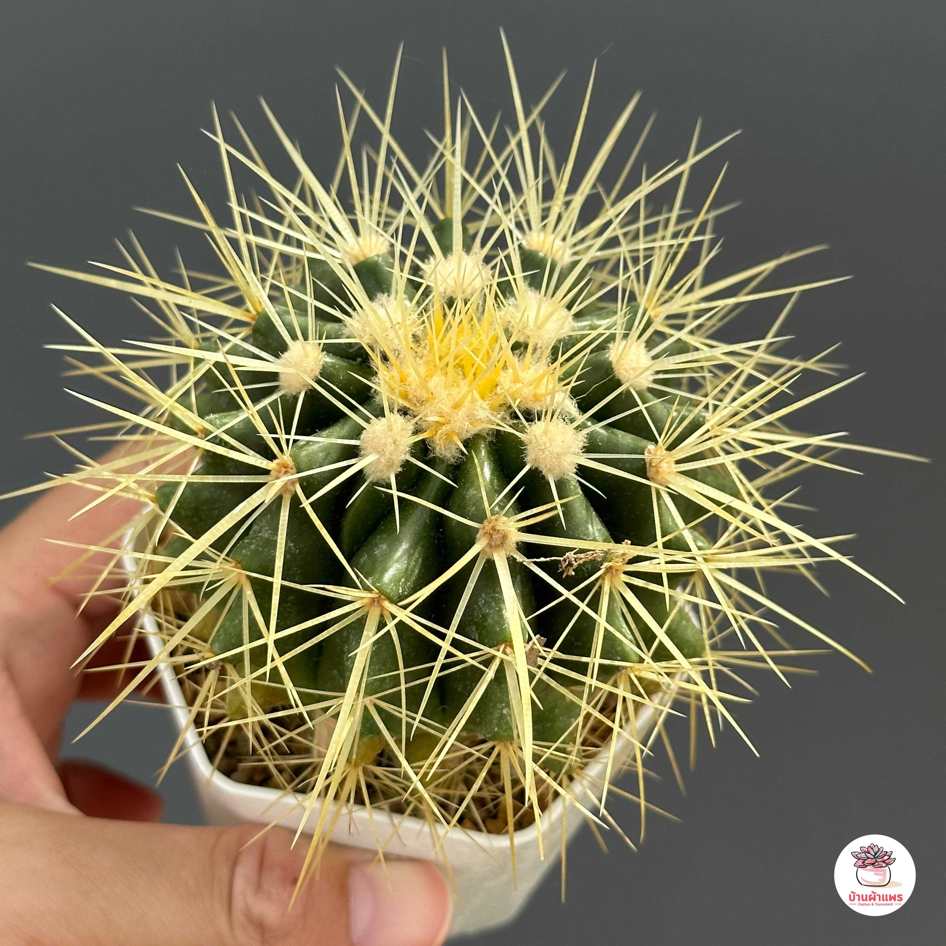 ถังทอง #กระถาง3นิ้ว Echinocactus grusonii แคคตัส กระบองเพชร cactus&succulent