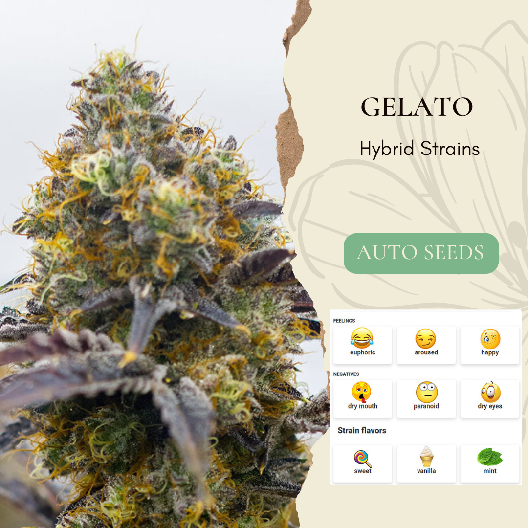 Gelato