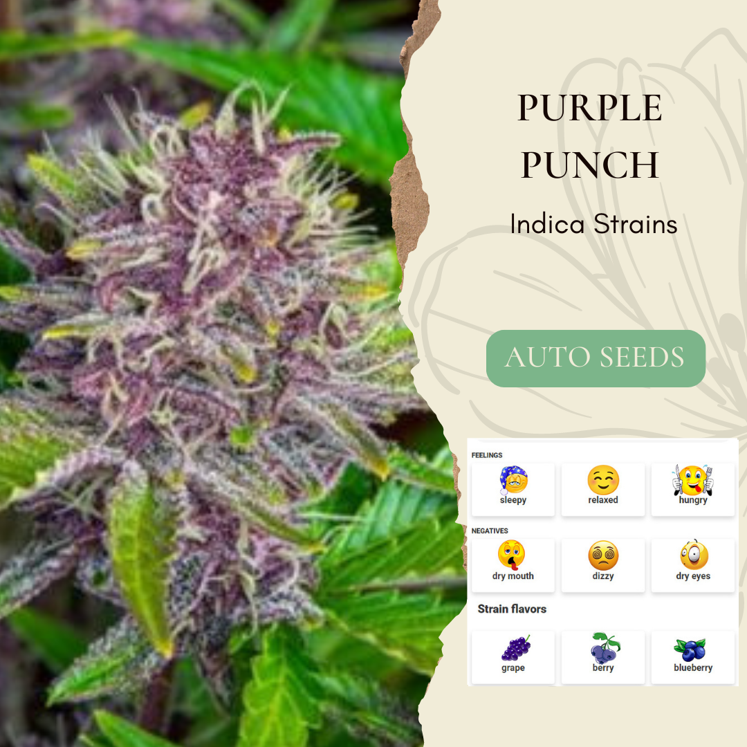 Purple Punch