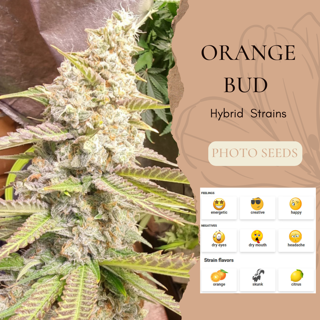 Orange Bud