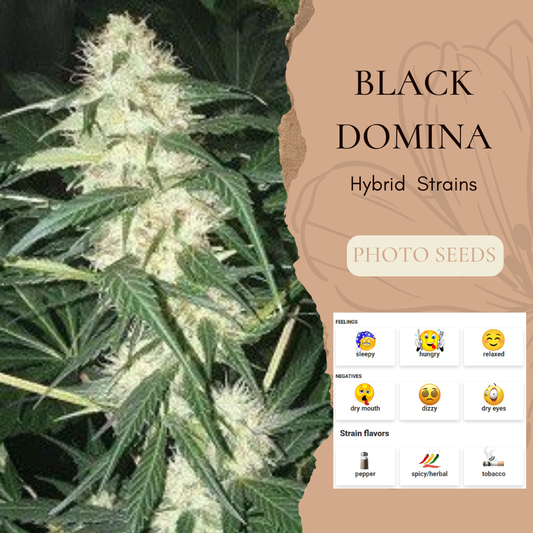 Black Domina