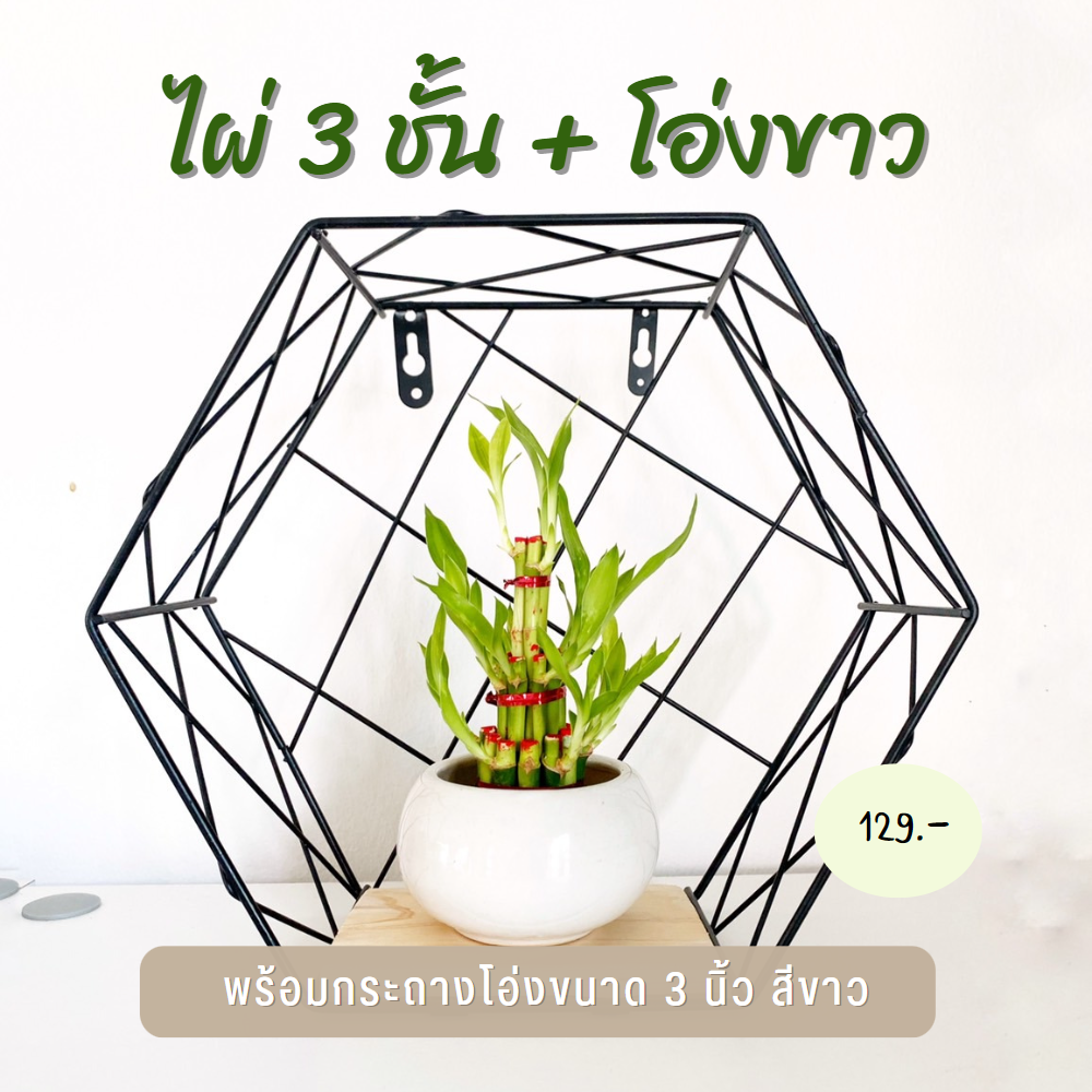 ไผ่กวนอิม 3ชั้น สำหรับบูชา พร้อมกระถางโอ่งขาว (ขนาดกลาง 3 นิ้ว)