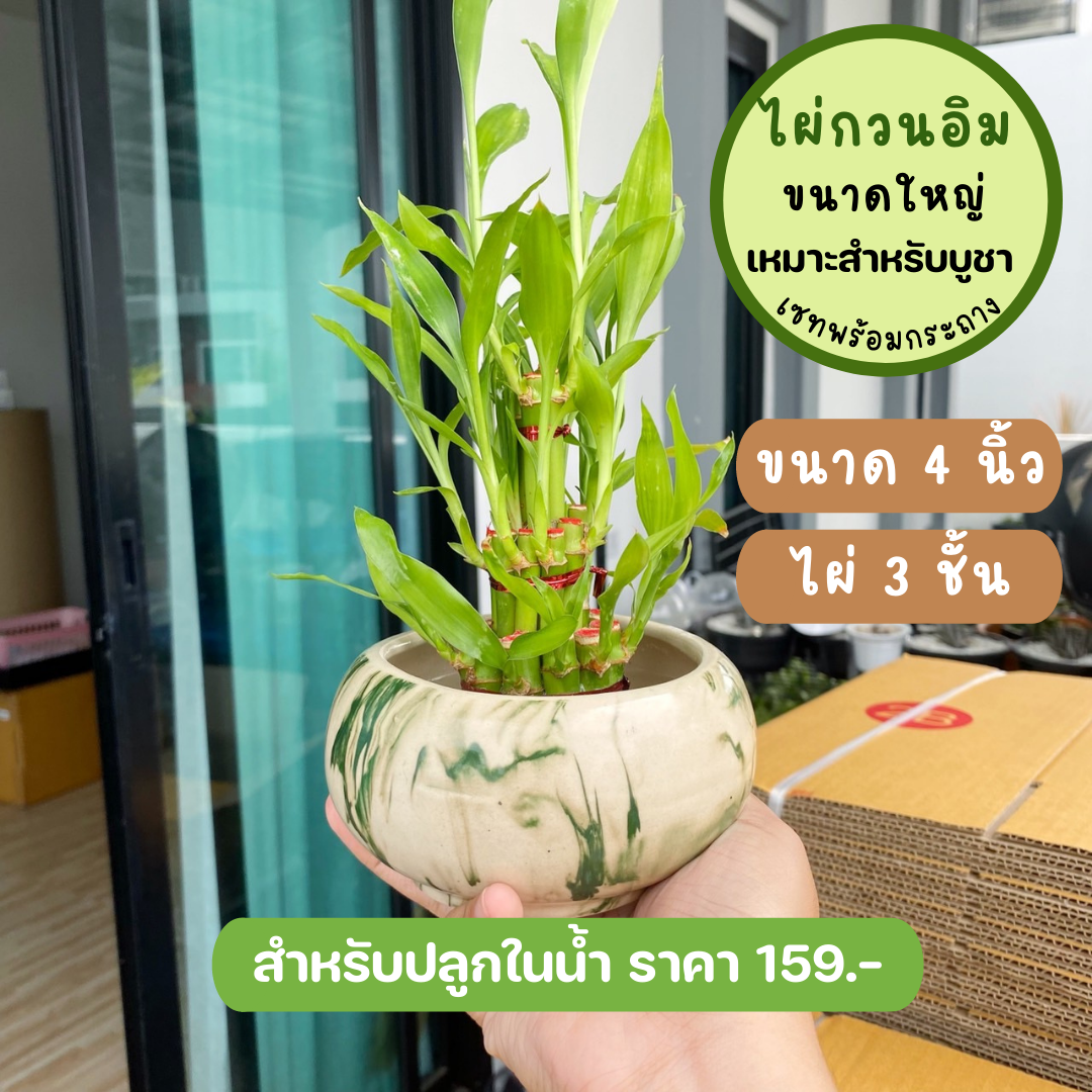 ไผ่กวนอิม 3ชั้น สำหรับบูชา พร้อมกระถางโอ่งหยก (ขนาดใหญ่ 4 นิ้ว)