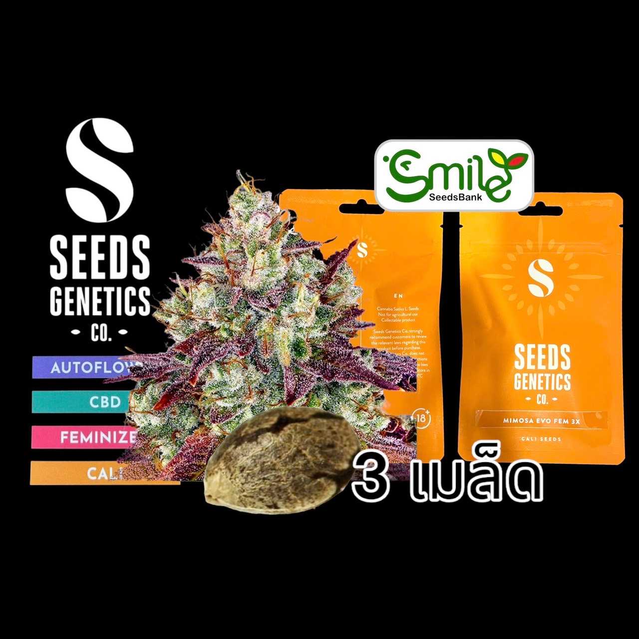 Mimosa Evo  Fem - Pack 3