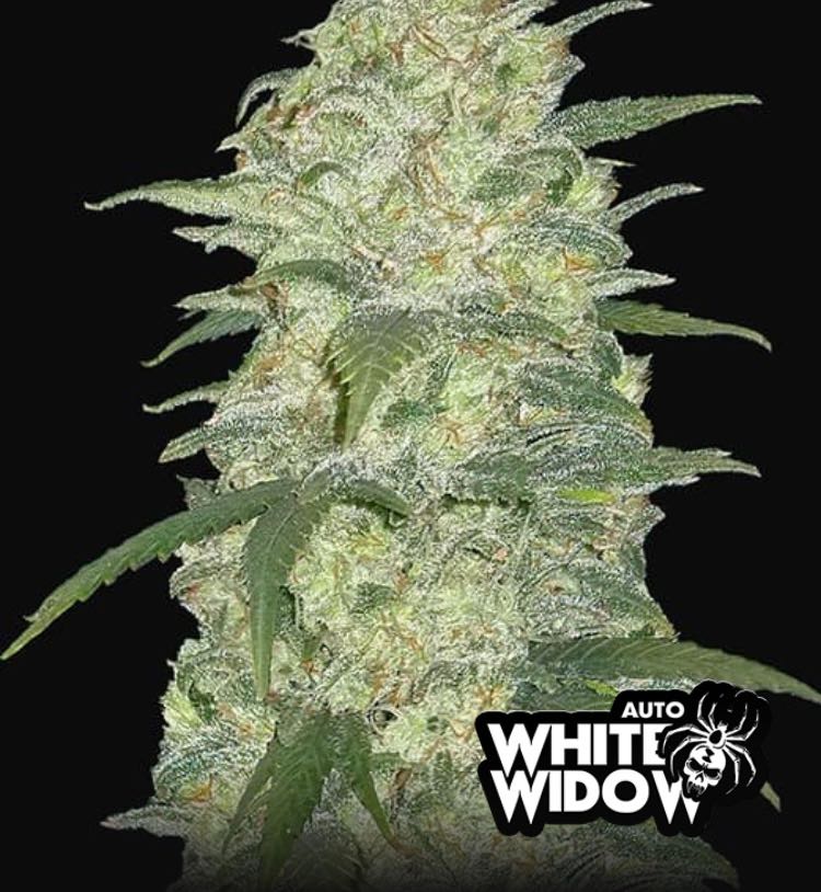 เมล็ด White Widow Auto (ออโต้)