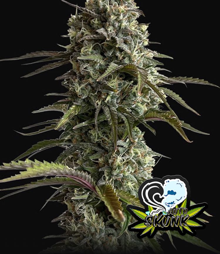 เมล็ด Skunk Auto (ออโต้)